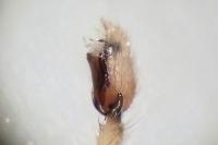 Clubiona terrestris