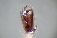 Clubiona terrestris