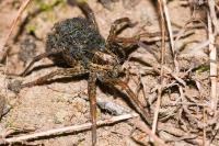 Hogna radiata