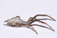 Uloborus walckenaerius