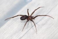 Steatoda grossa