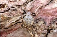 Nuctenea umbratica