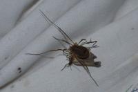 Odiellus spinosus