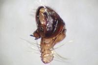 Zygiella atrica