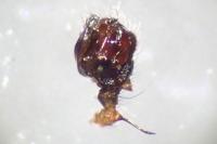 Lepthyphantes minutus