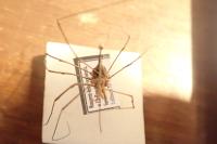 Phalangium opilio