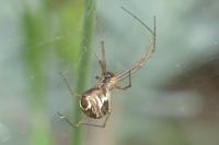 Linyphia triangularis