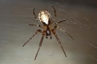 Zygiella x-notata