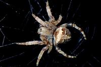 Agalenatea redii
