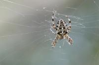 Araneus diadematus
