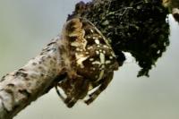 Araneus diadematus