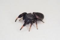 Sibianor aurocinctus