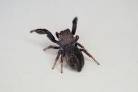 Sibianor aurocinctus