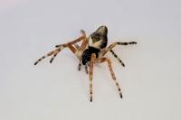 Cyclosa conica