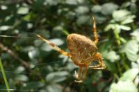 Araneus diadematus