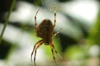 Araneus diadematus