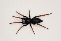 Trachyzelotes pedestris