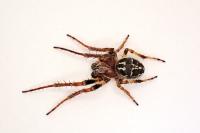 Larinioides cornutus