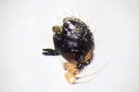 Larinioides cornutus