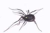 Nemastoma bimaculatum