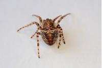 Gibbaranea bituberculata