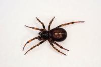 Steatoda bipunctata