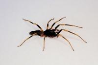 Harpactea hombergi