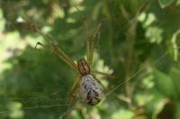 Linyphia triangularis