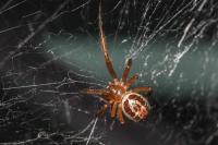 Steatoda nobilis
