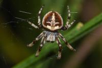 Agalenatea redii