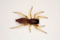 Clubiona brevipes