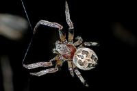 Larinioides cornutus