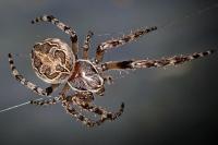 Larinioides sclopetarius