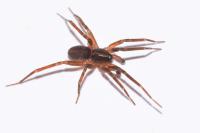 Scotina celans