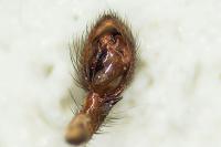 Scotina celans