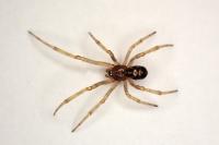 Steatoda triangulosa