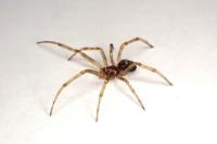 Steatoda triangulosa