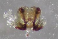 Bathyphantes nigrinus