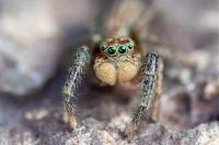 Marpissa radiata