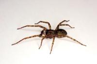 Amaurobius erberi