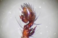 Amaurobius erberi