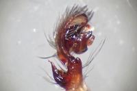 Amaurobius erberi