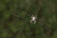 Araneus diadematus