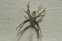 Argiope bruennichi