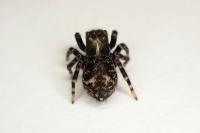 Pseudeuophrys erratica
