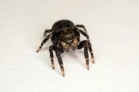 Pseudeuophrys erratica