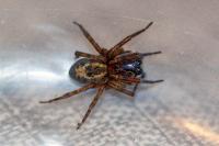 Amaurobius