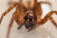 Amaurobius