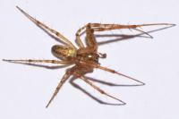 Metellina segmentata