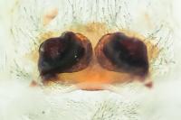 Amaurobius similis